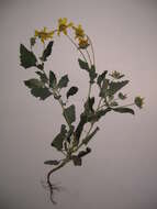 Image of Golden Crownbeard