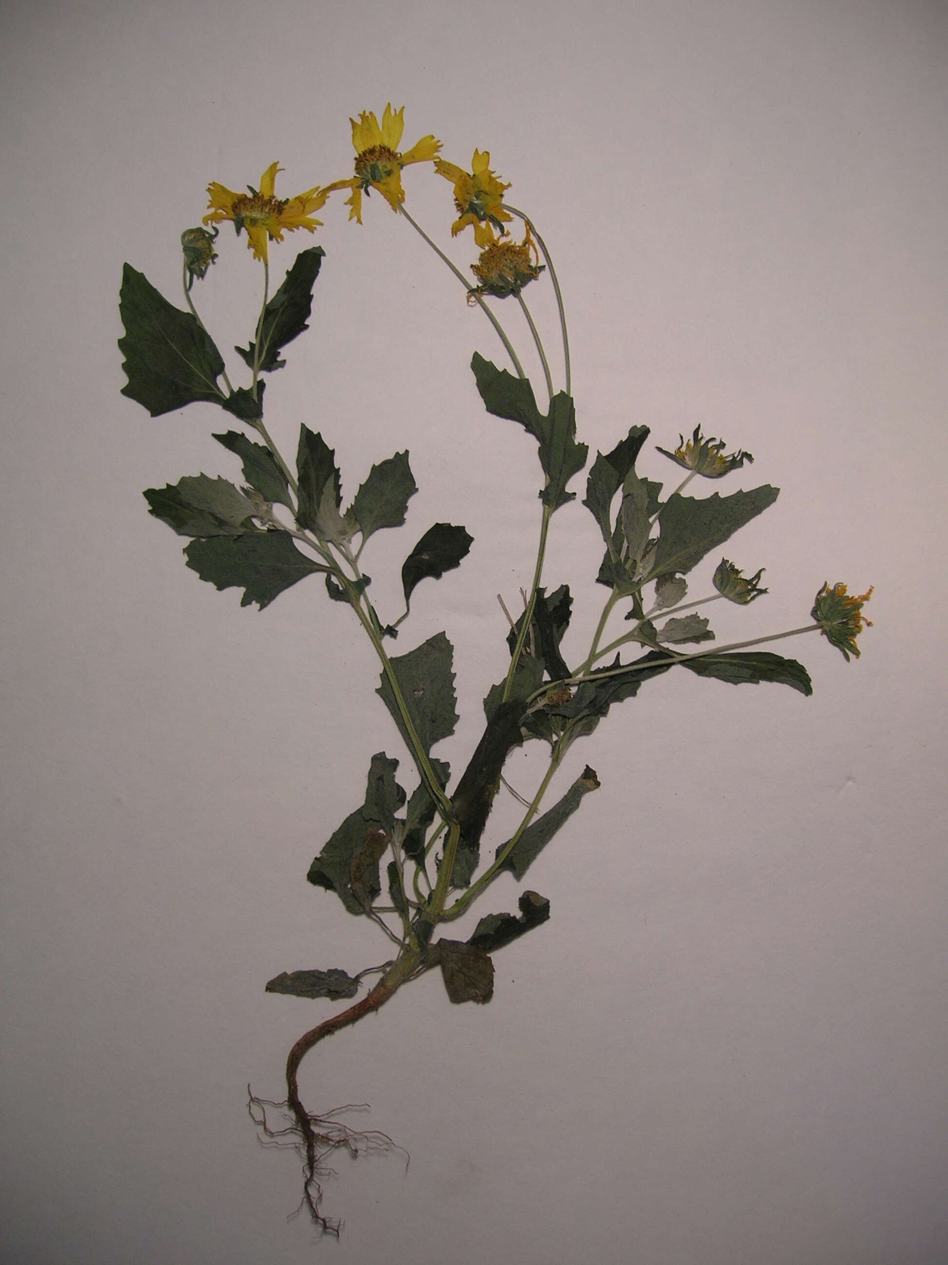 Image of Golden Crownbeard