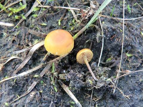 Image of Gymnopilus fulgens (J. Favre & Maire) Singer 1951