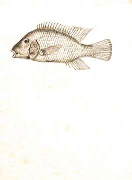 Image of Pearl cichlid