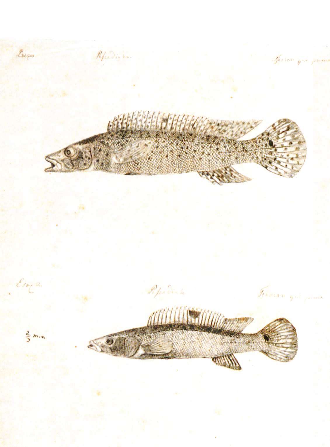 Image de Crenicichla punctata Hensel 1870