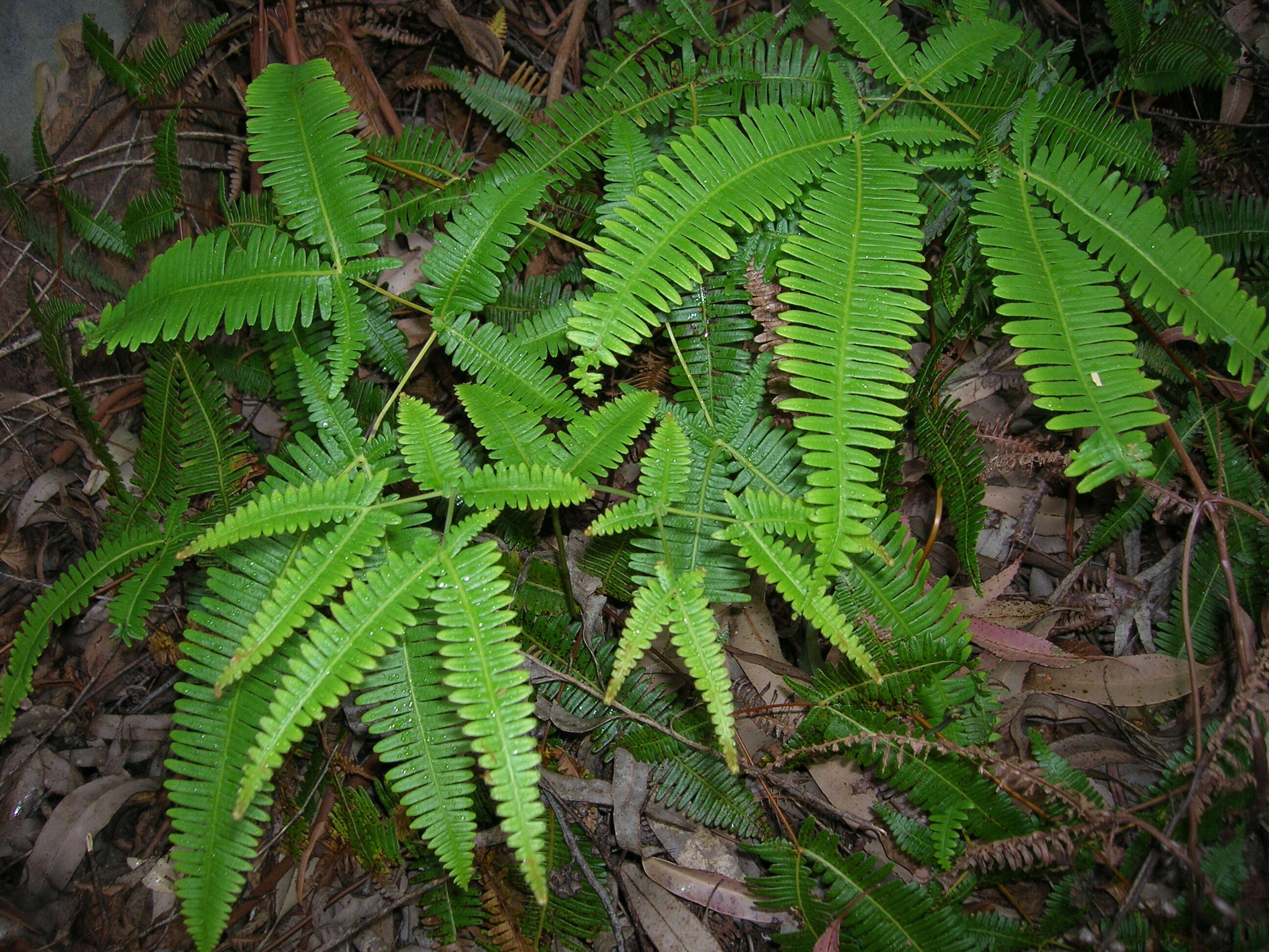 Image de Dicranopteris linearis (Burm. fil.) Underw.