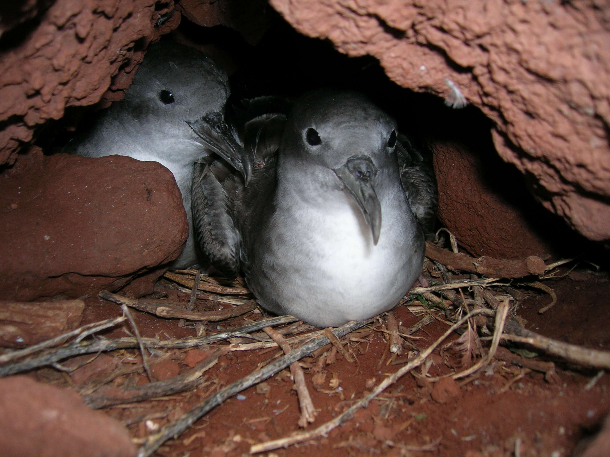 Image of Wedge-tailed Shearwater