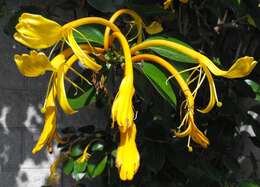 Image of Lonicera hildebrandiana Collett & Hemsl.