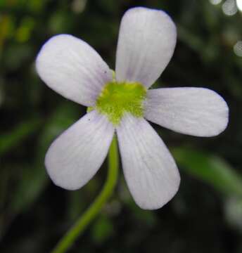 Image of Pinguicula gigantea H. Luhrs