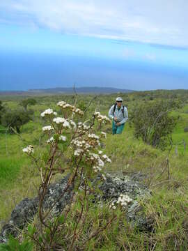 Image of sticky snakeroot