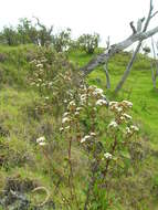 صورة Ageratina adenophora (Spreng.) R. King & H. Rob.