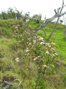 صورة Ageratina adenophora (Spreng.) R. King & H. Rob.