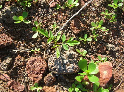 Image of hairy beggarticks