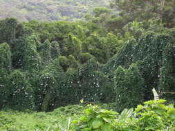 Image of Bengal clock vine