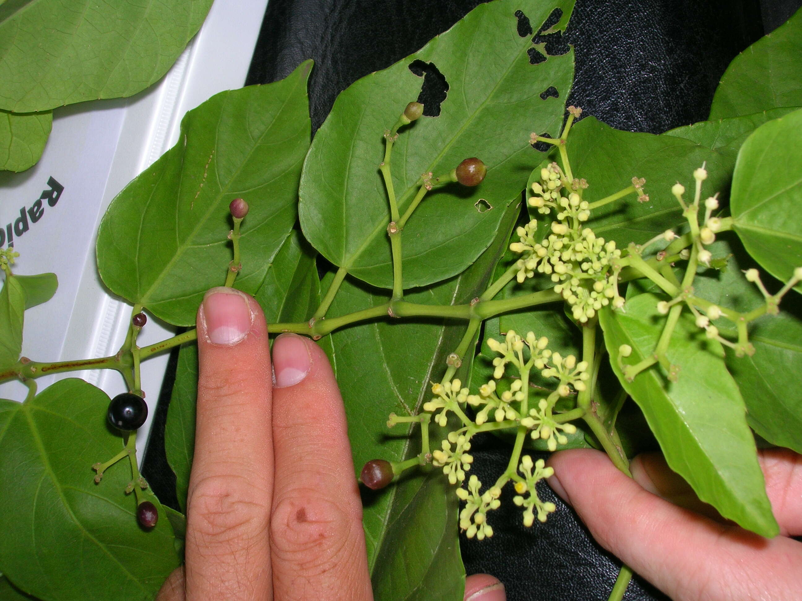 Cissus verticillata (L.) Nicolson & C. E. Jarvis resmi