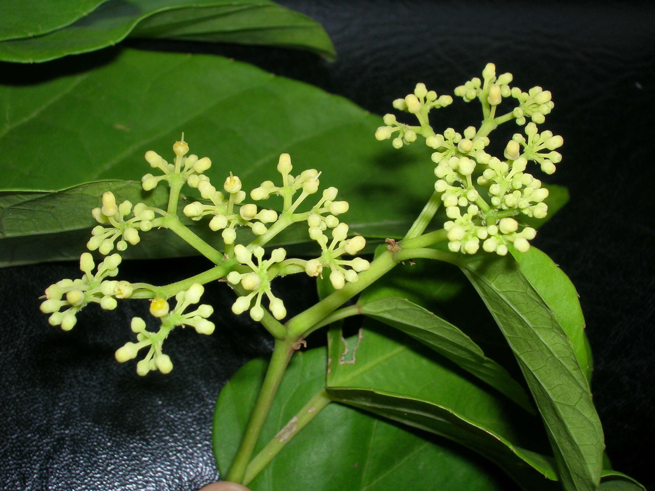 Cissus verticillata (L.) Nicolson & C. E. Jarvis resmi