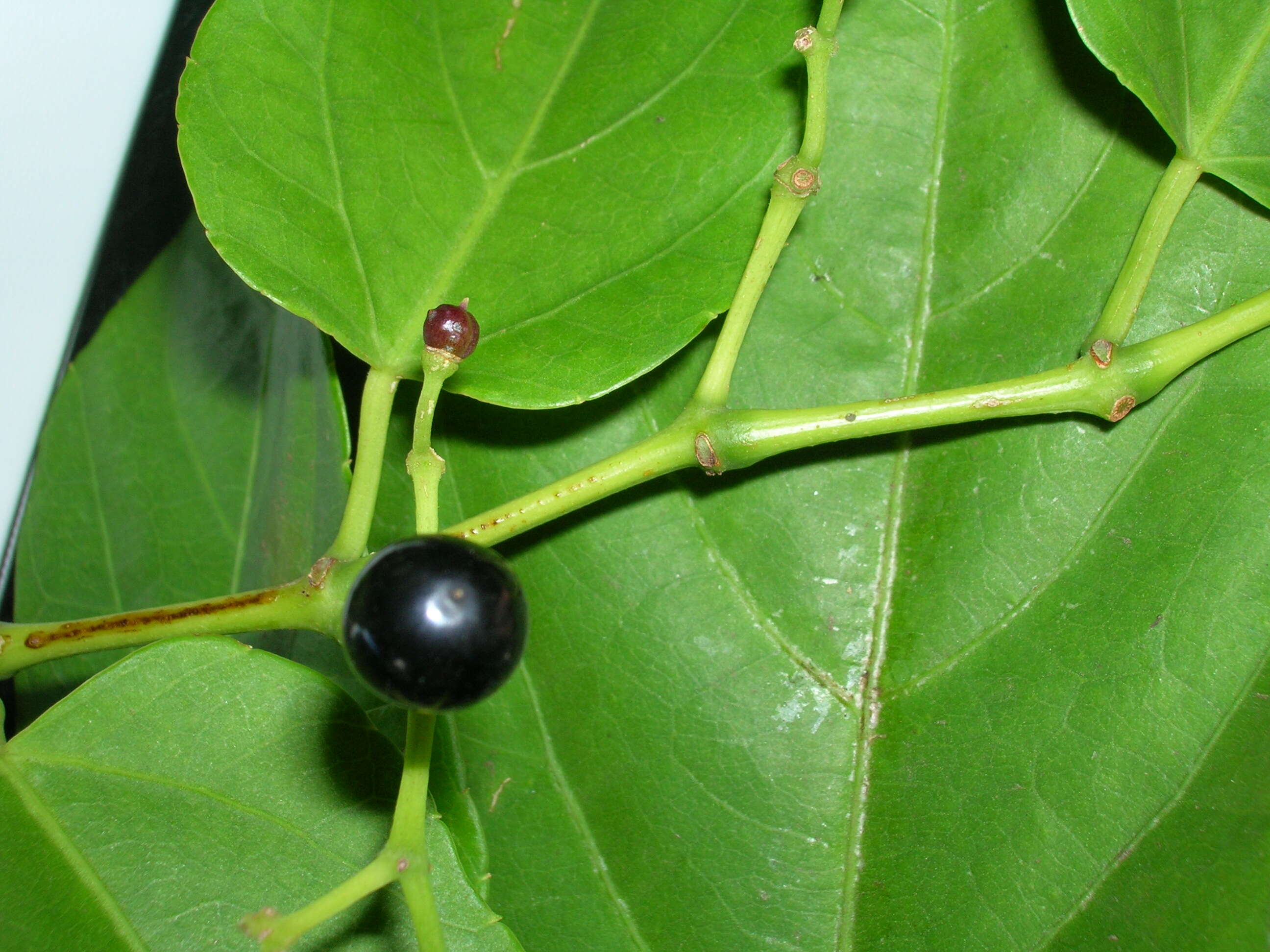 Cissus verticillata (L.) Nicolson & C. E. Jarvis resmi