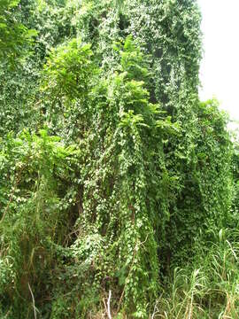 Cissus verticillata (L.) Nicolson & C. E. Jarvis resmi