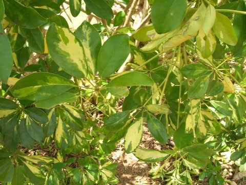 Image of Dwarf Umbrella Tree