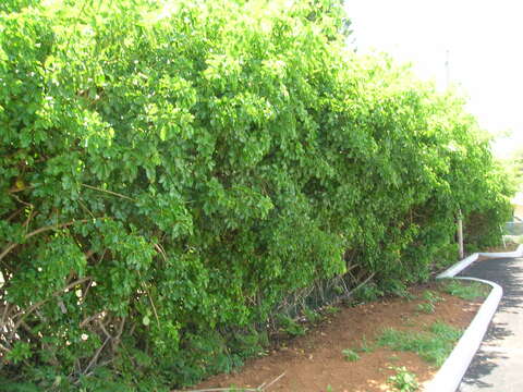 Image of Dwarf Umbrella Tree