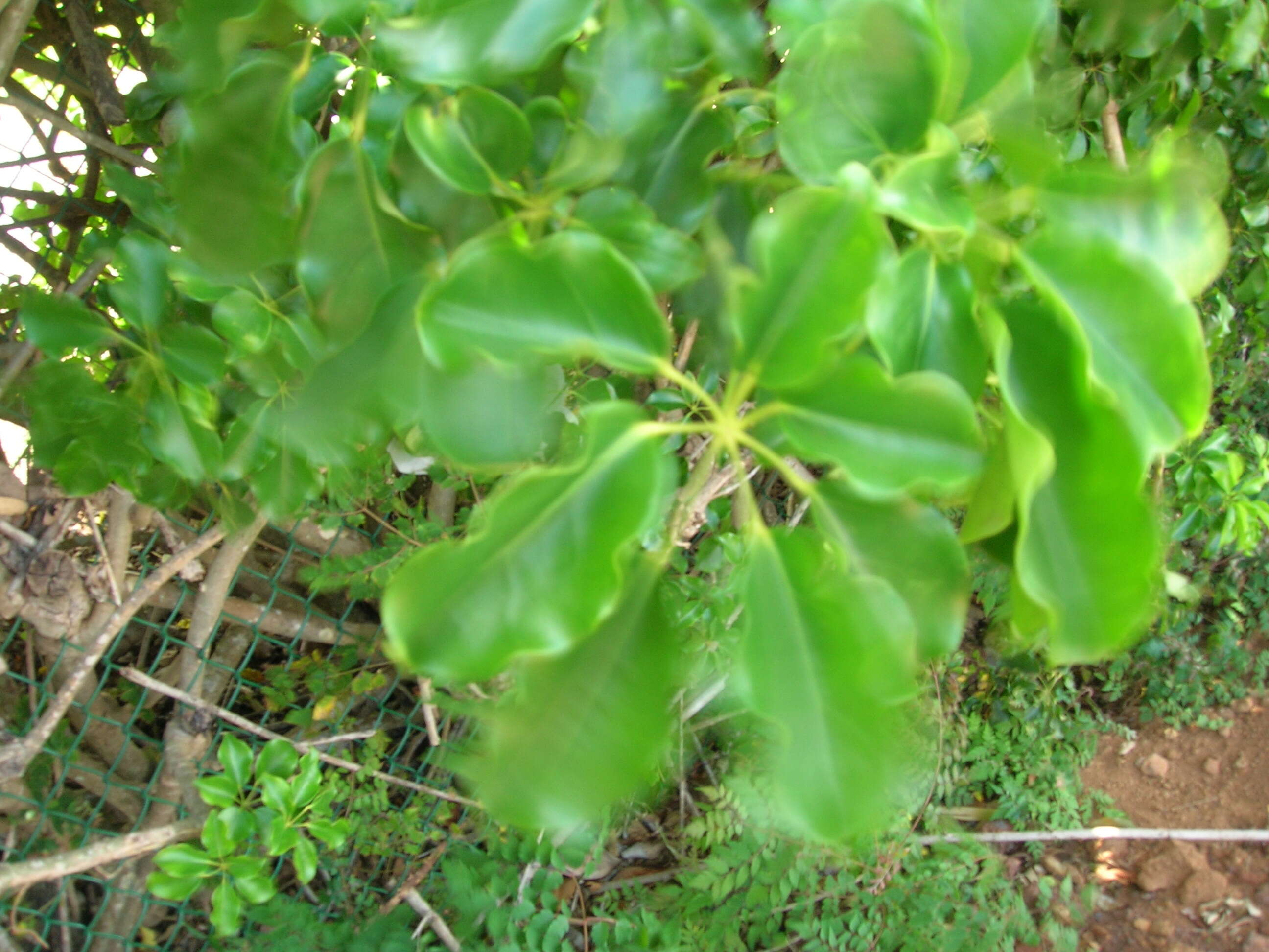 Image of Dwarf Umbrella Tree