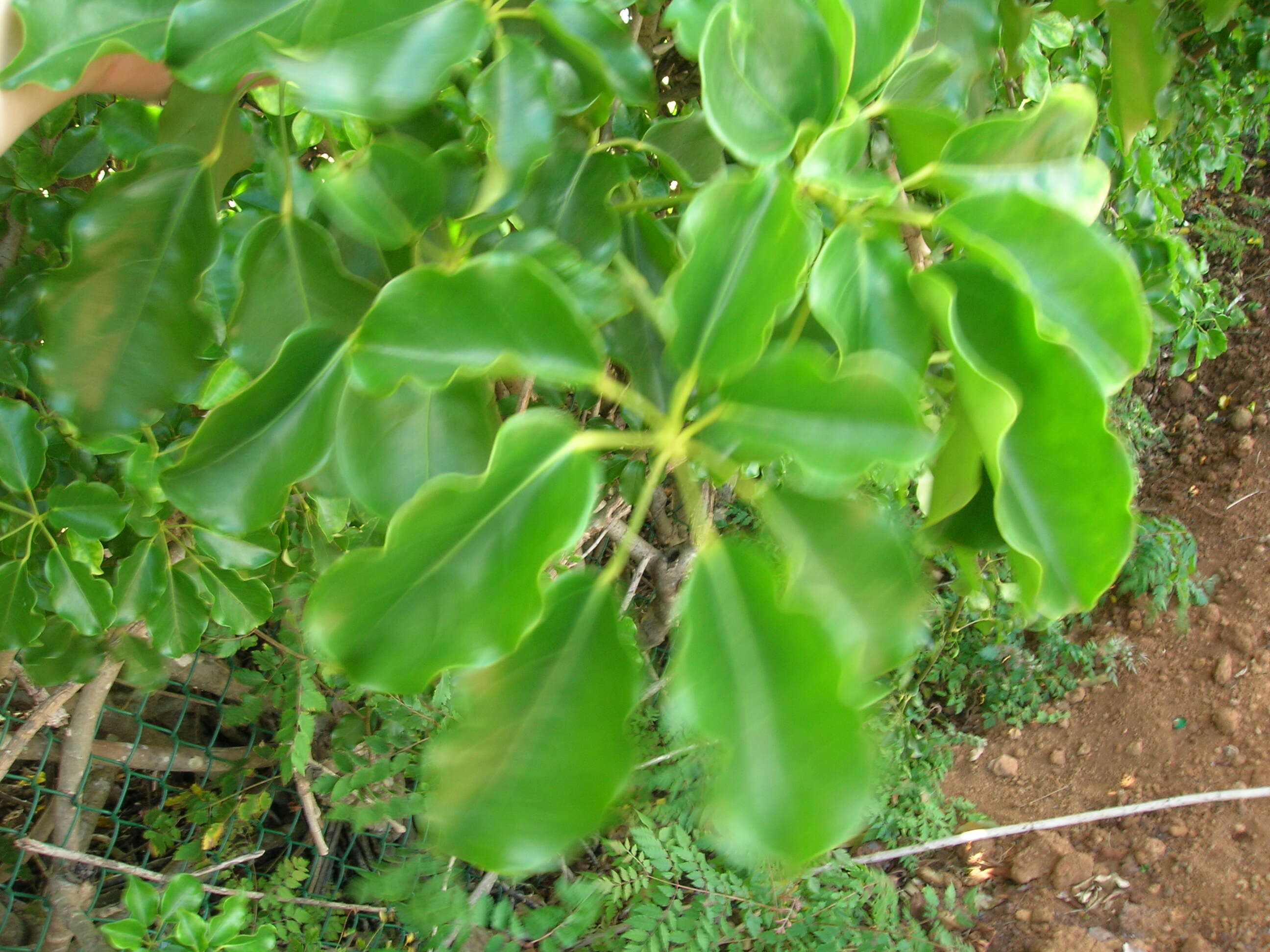 Image of Dwarf Umbrella Tree