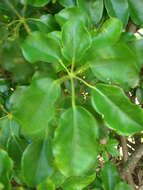 Image of Dwarf Umbrella Tree