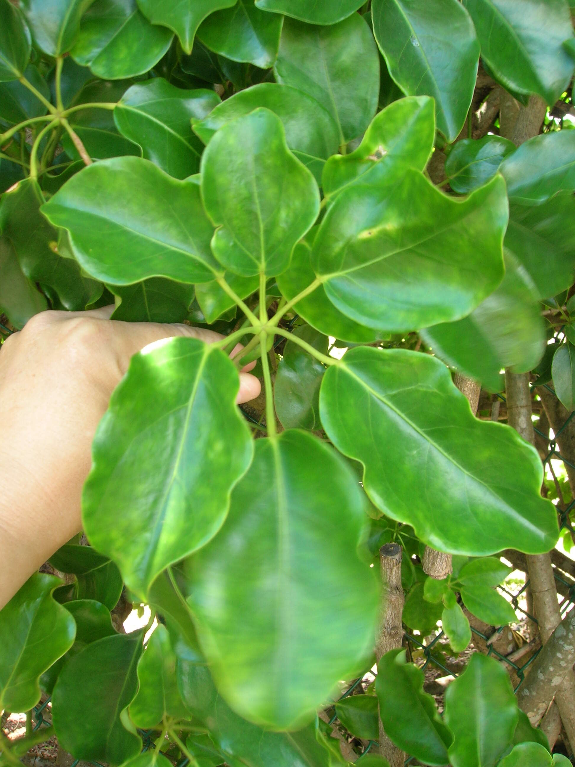 Image of Dwarf Umbrella Tree