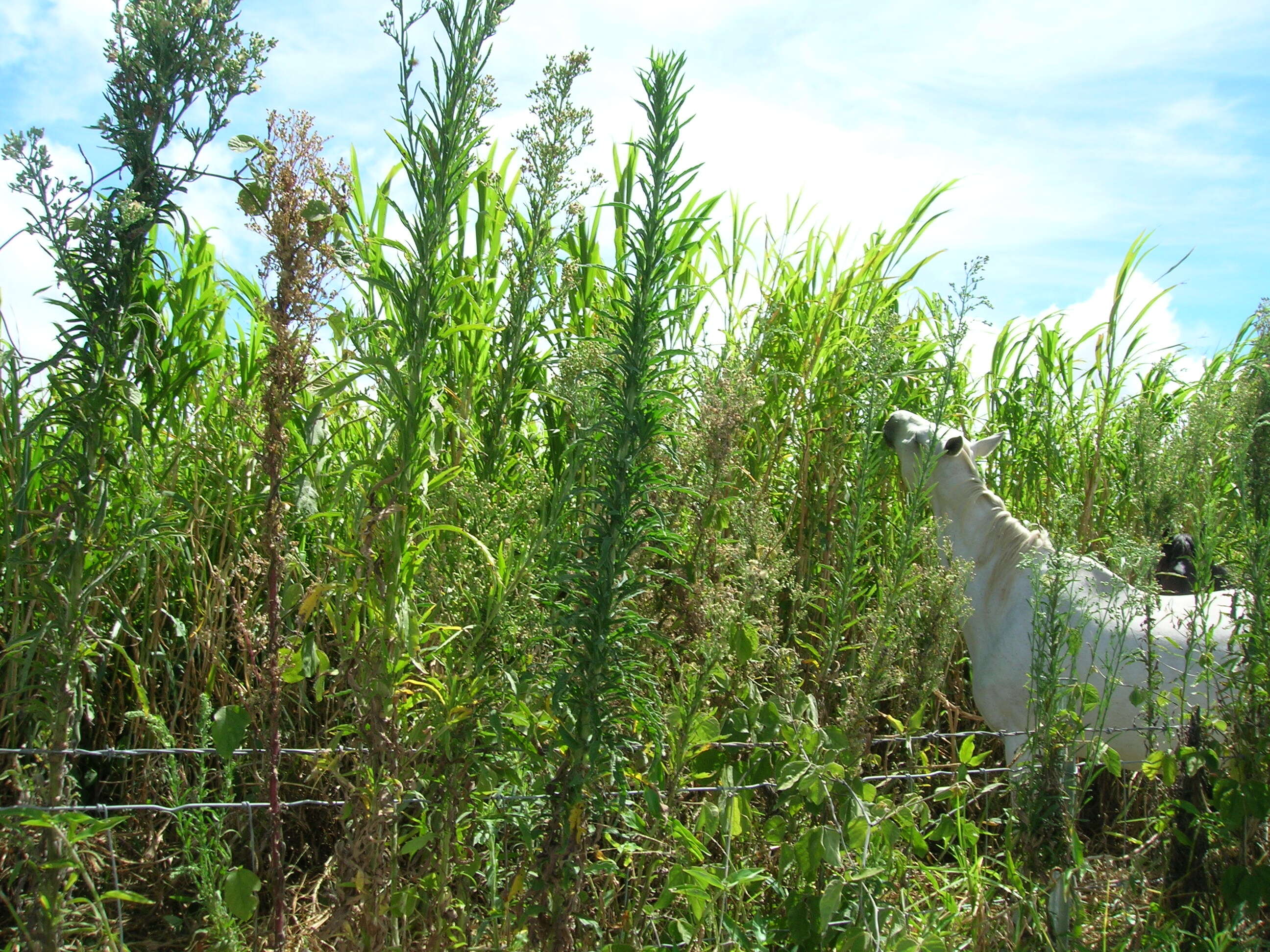 Image of asthmaweed