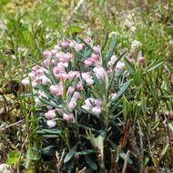 Image of bog rosemary