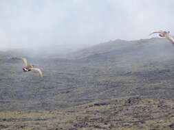 Image of Haleakala sandalwood