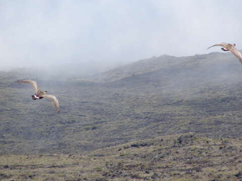 Image of Haleakala sandalwood