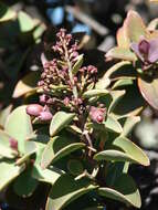 Image of Haleakala sandalwood