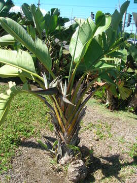 Image of Natal wild banana