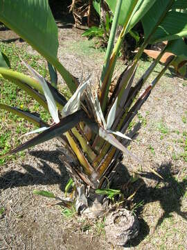 Image of Natal wild banana