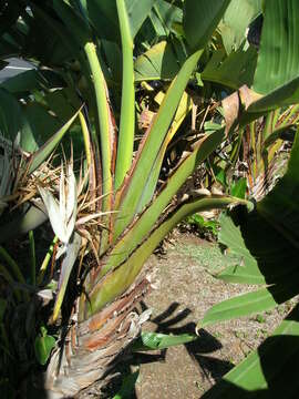 Image of Natal wild banana