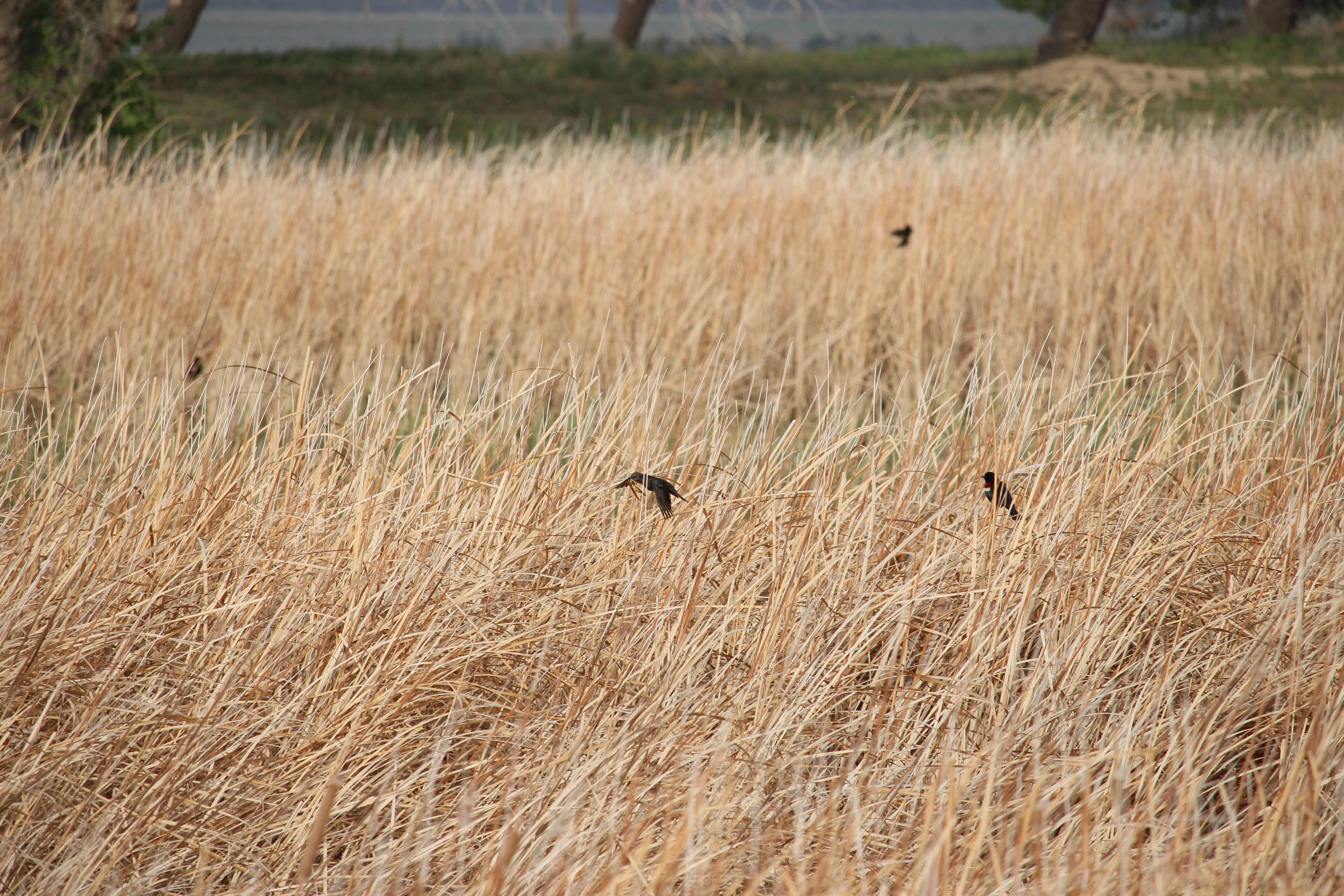 Image of Tricolored Blackbird