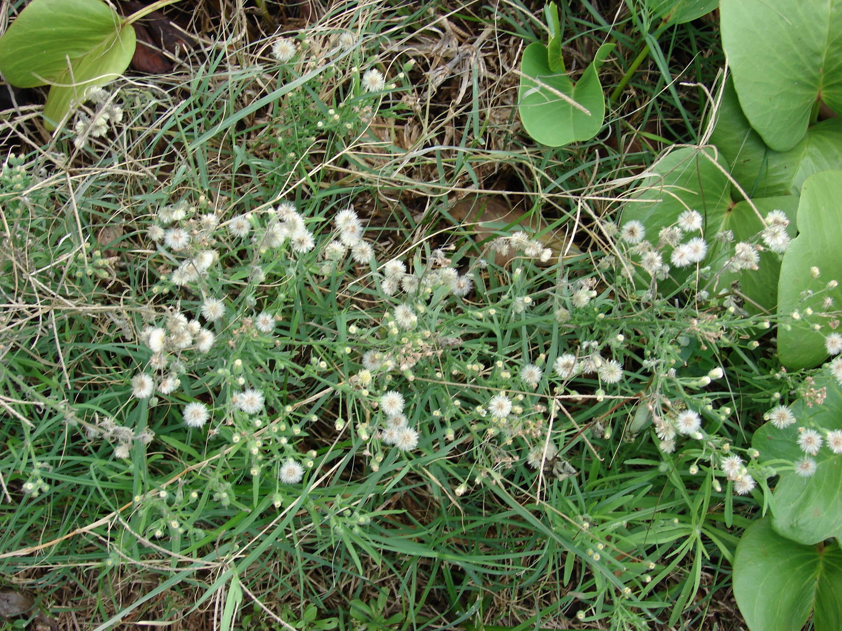 Image of asthmaweed