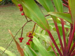 Imagem de Cordyline fruticosa (L.) A. Chev.