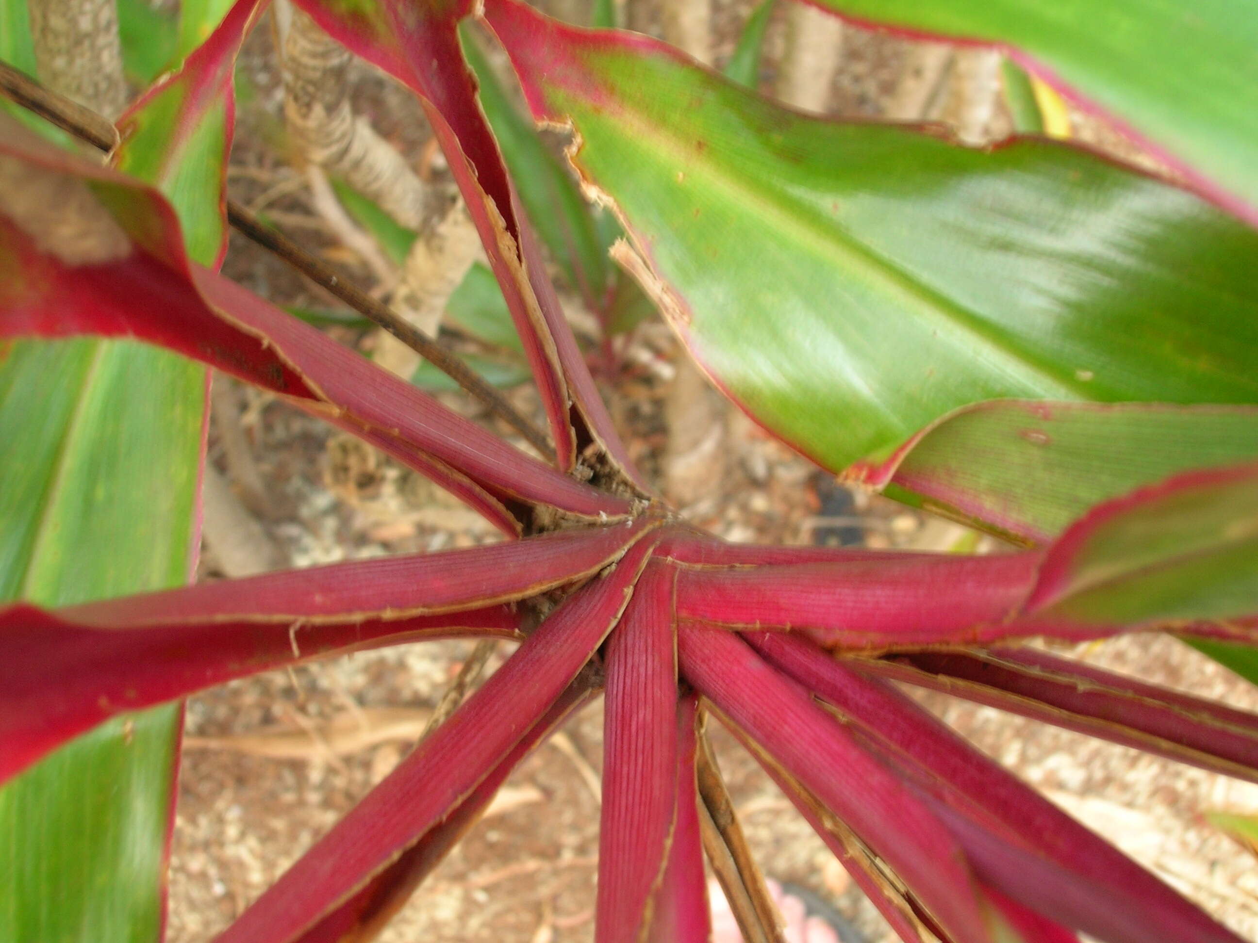 Imagem de Cordyline fruticosa (L.) A. Chev.