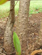 Imagem de Cordyline fruticosa (L.) A. Chev.