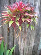 Imagem de Cordyline fruticosa (L.) A. Chev.