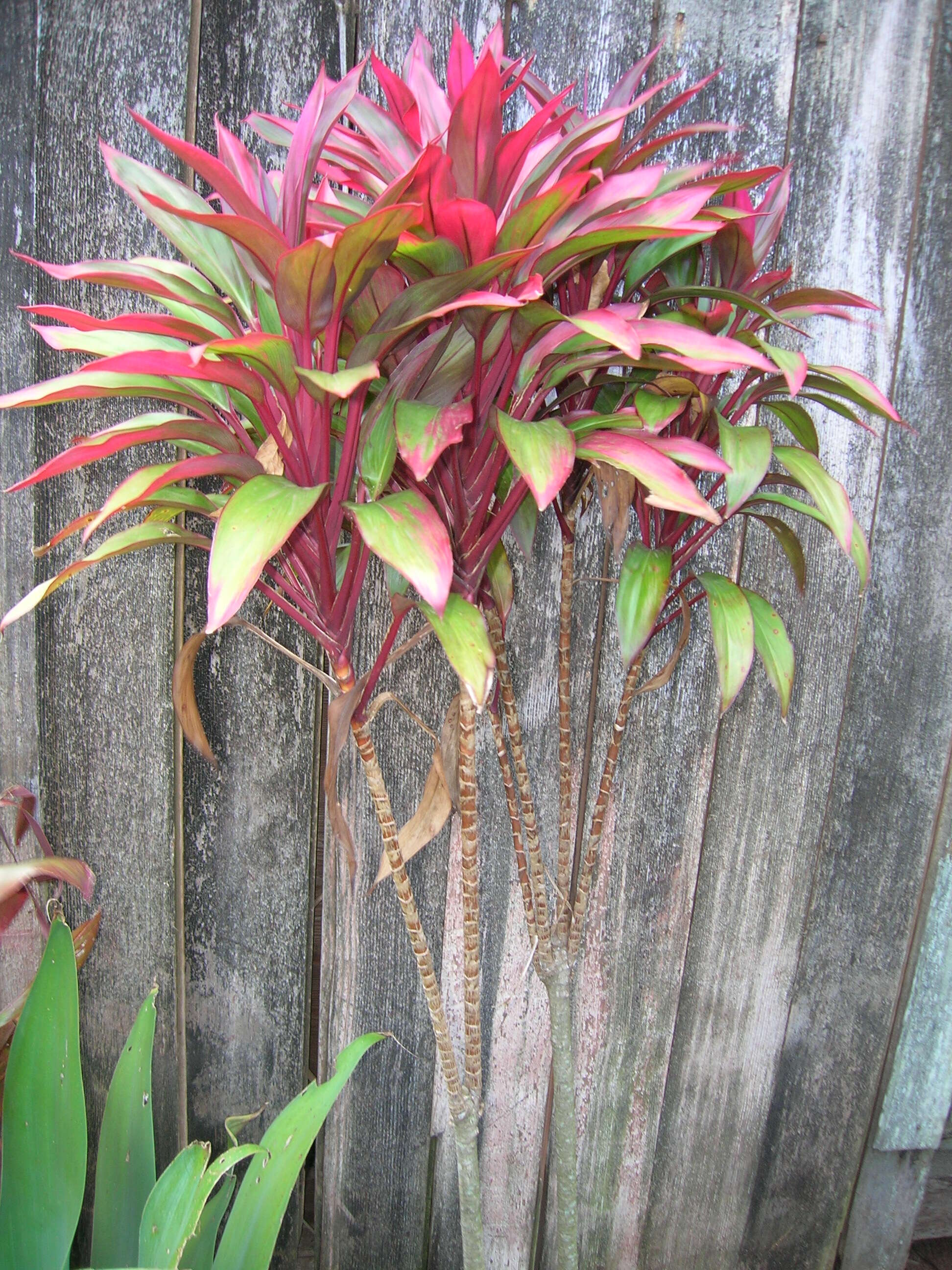 Imagem de Cordyline fruticosa (L.) A. Chev.