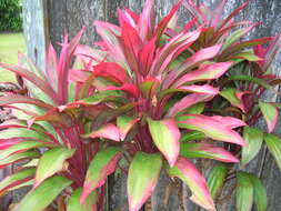 Imagem de Cordyline fruticosa (L.) A. Chev.