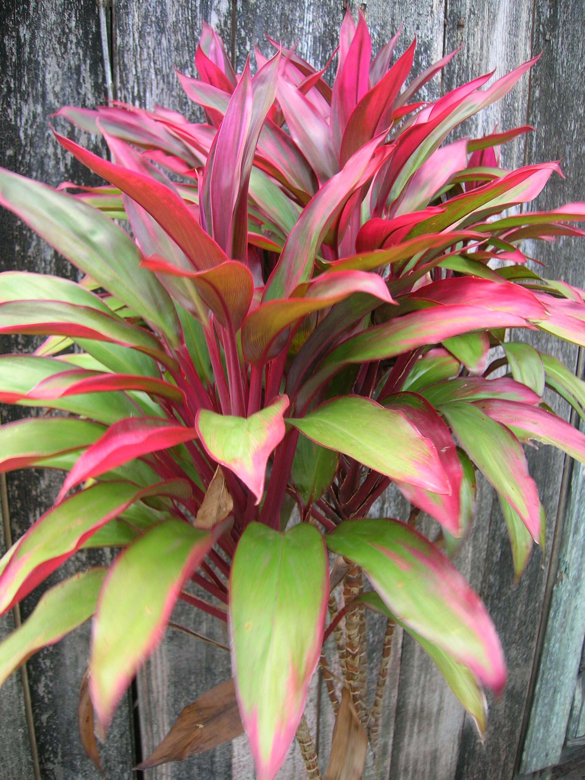 Imagem de Cordyline fruticosa (L.) A. Chev.