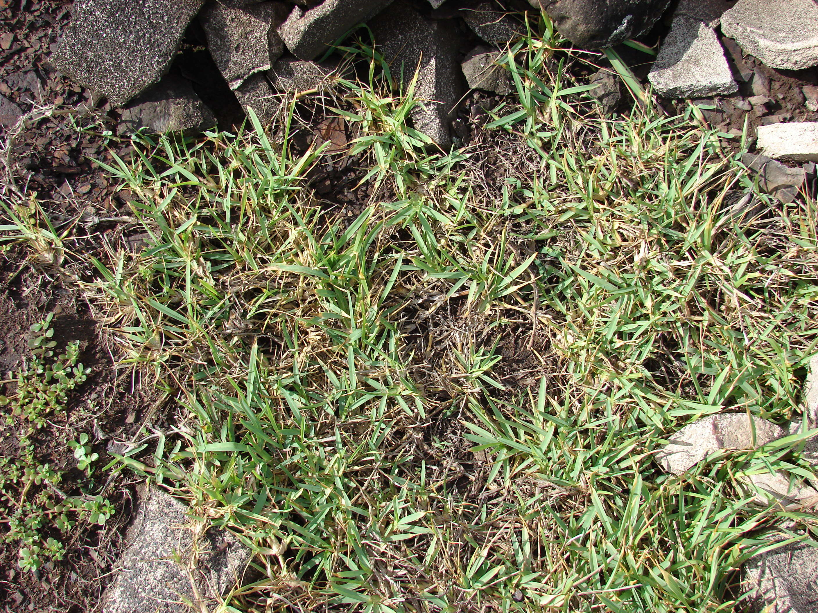 Image of St. Augustine grass