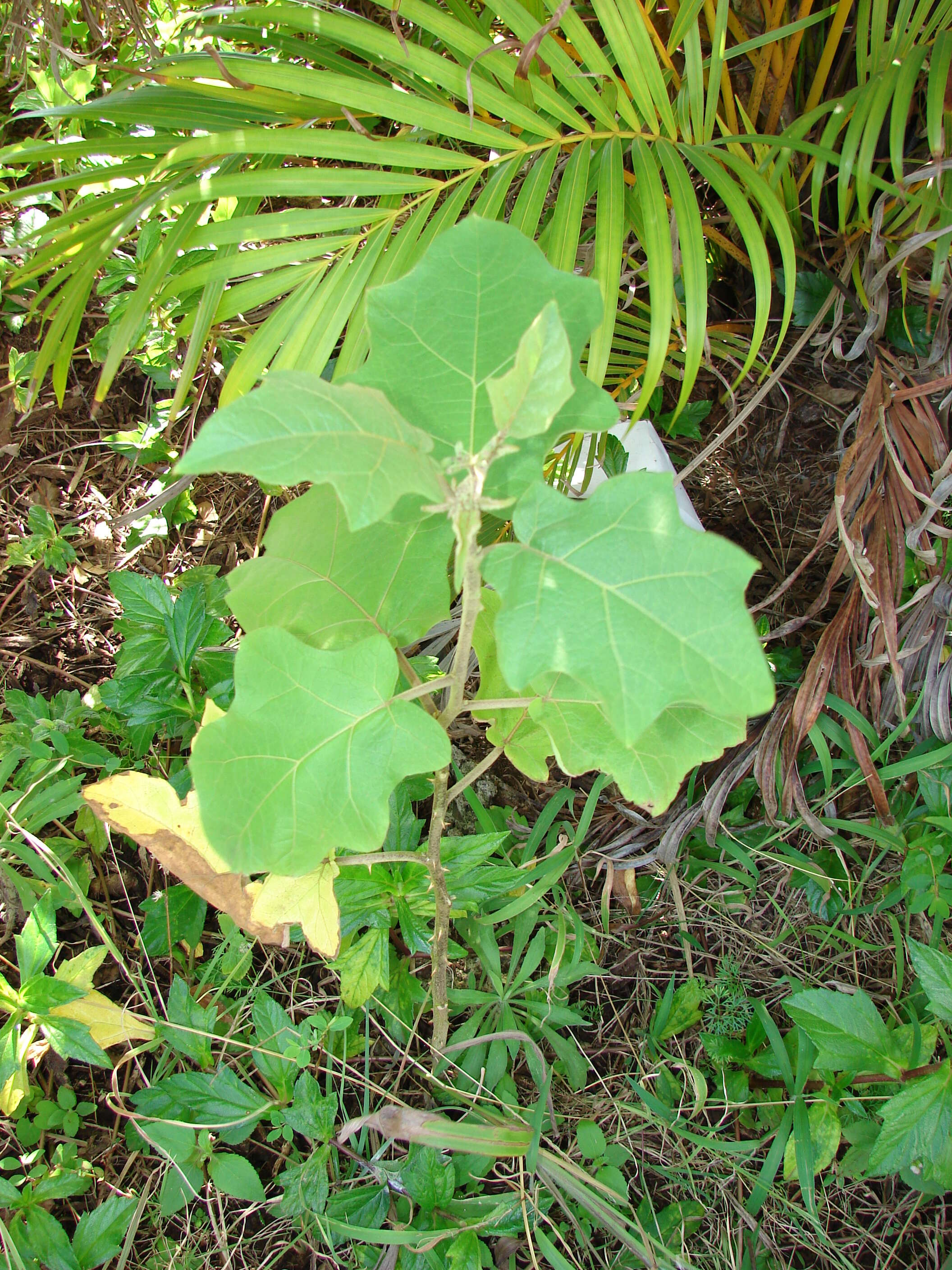 Image of turkey berry