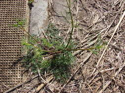 Image of marsh parsley