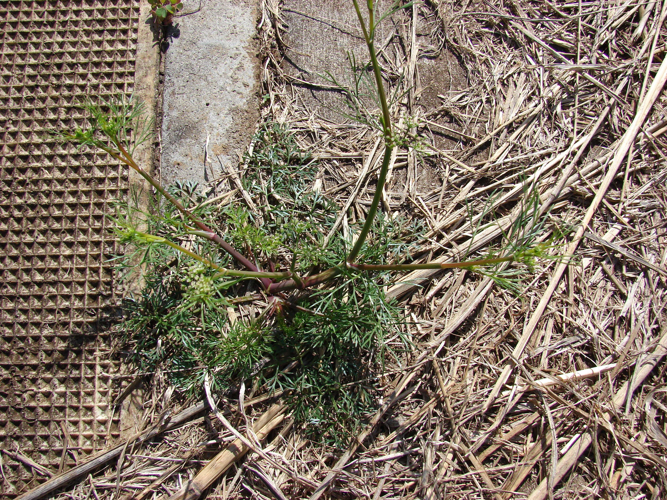 Image of marsh parsley