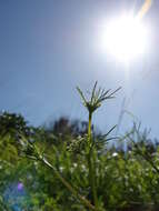 Image of marsh parsley