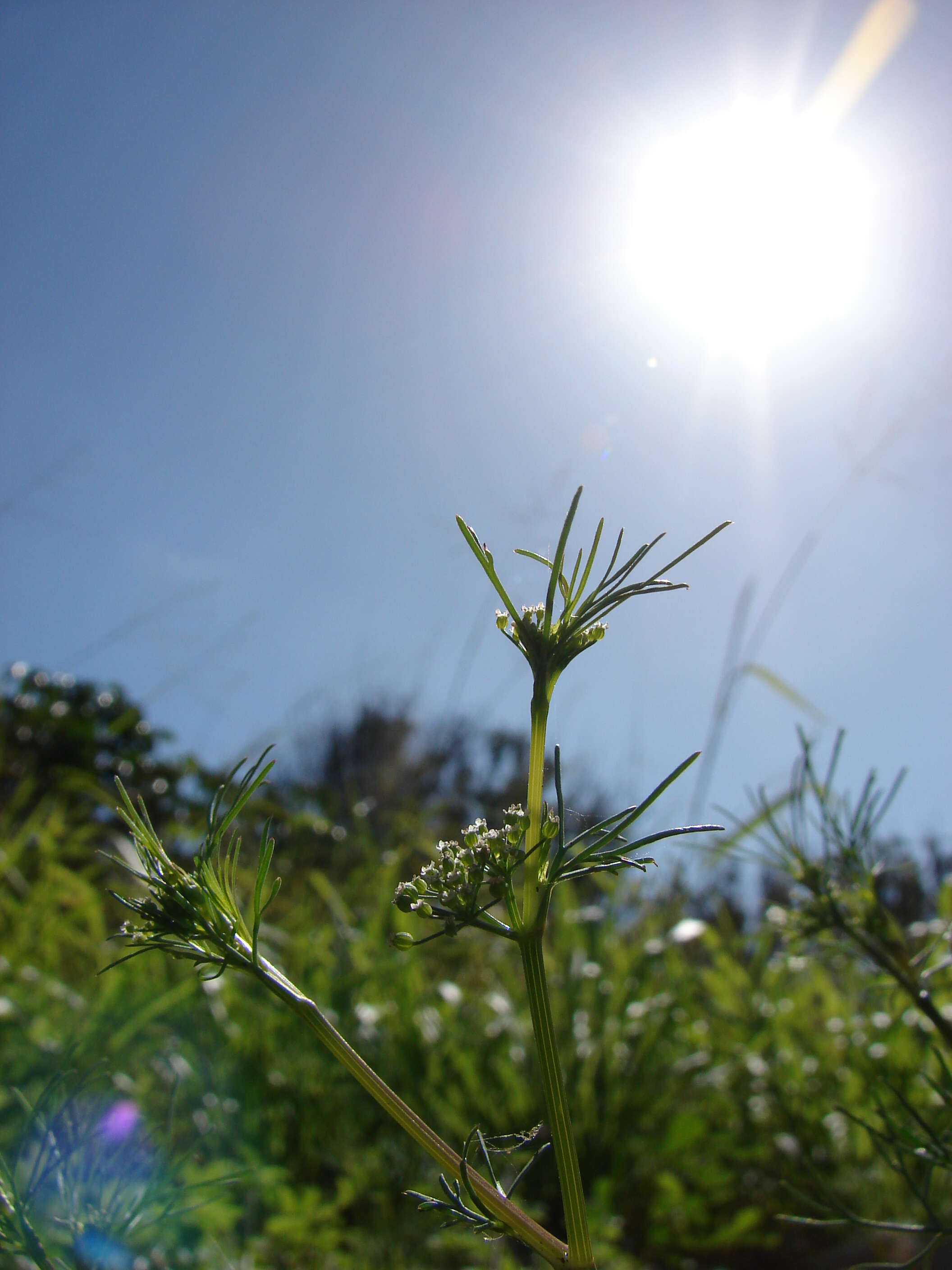 Image of marsh parsley