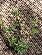 Image of marsh parsley