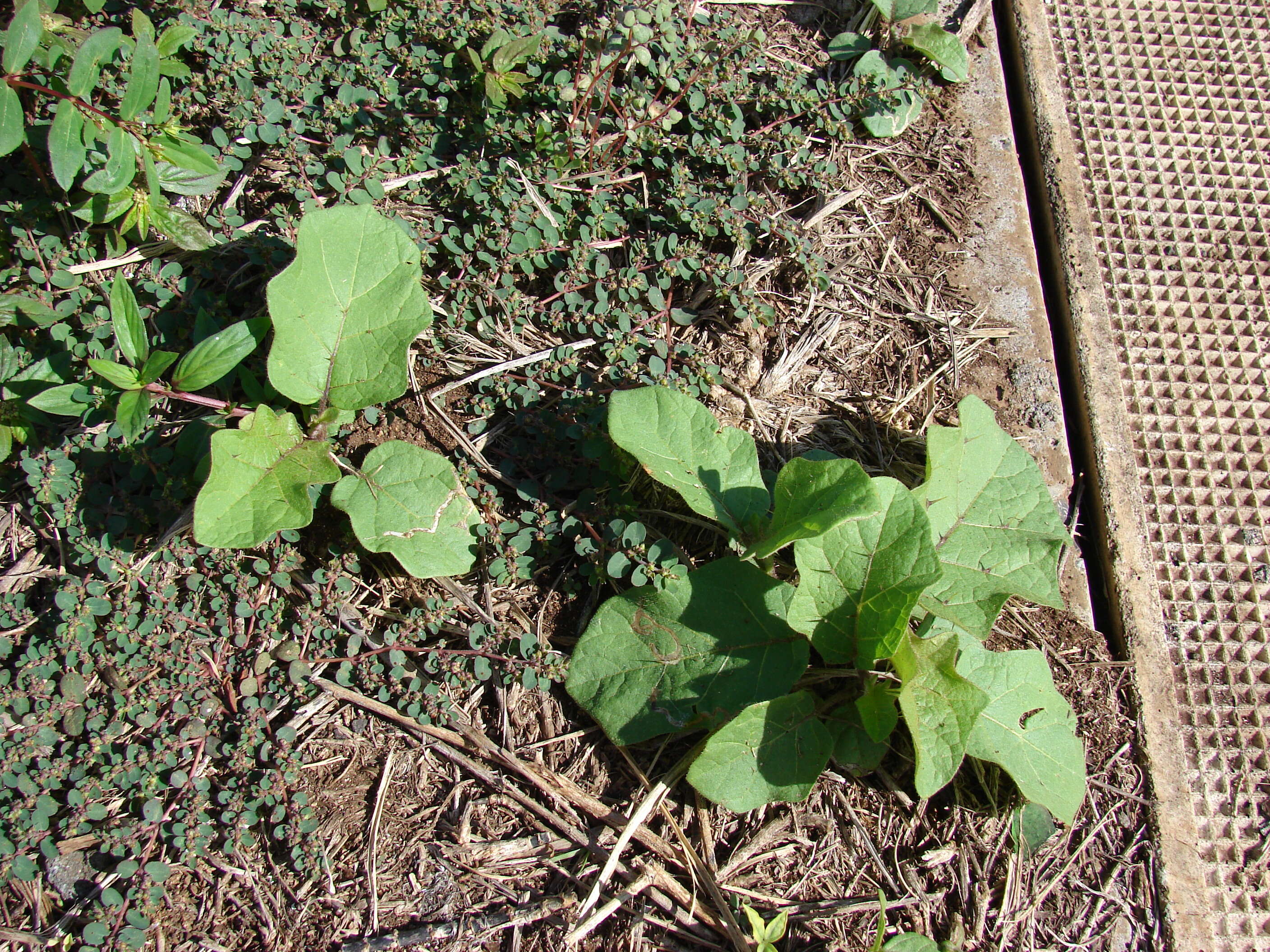 Image of turkey berry