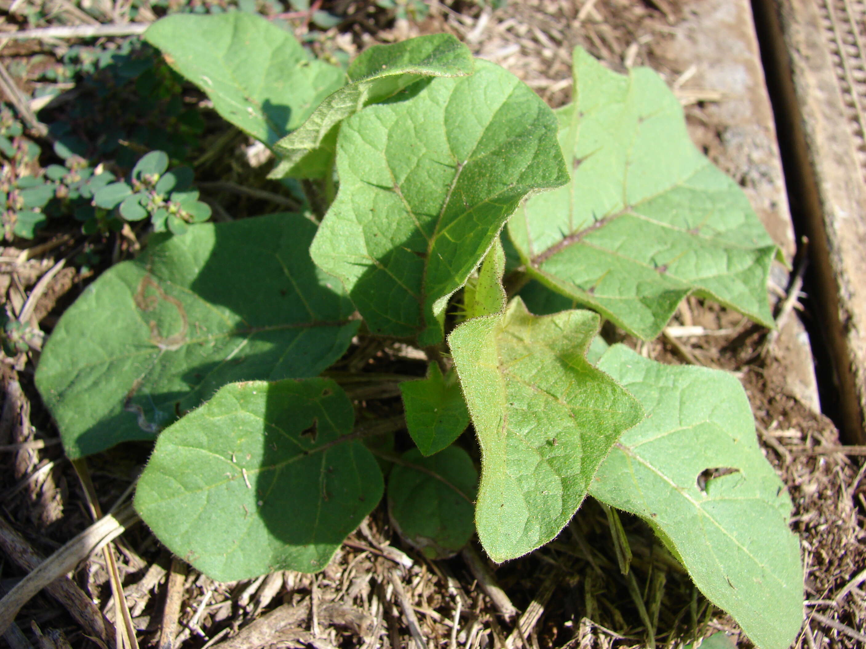 Imagem de Solanum torvum Swartz